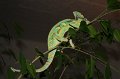 chameleon_012